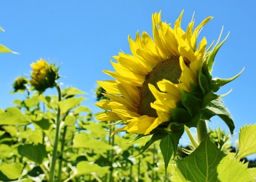 İnternetten para kazanmanın en popüler yolları nelerdir?